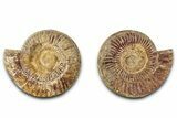 Cut & Polished Jurassic Ammonite (Perisphinctes) Fossil #336417-1